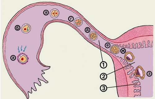 Схематическое изображение основных этапов развития оплодотворенной яйцеклетки и имплантации