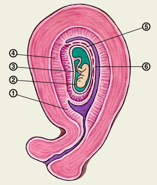 Схематическое изображение развивающегося в матке зародыша